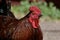 Head of a brown laying chicken