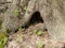 Head of brown salamander or newt poking out in a hollow of tree