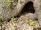 Head of brown salamander or newt poking out in a hollow of tree