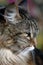 Head of brown tabby cat