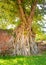 The head of Buddha ingrowing in tree at Ayutthaya ruins of temple of former Siam kingdom (today Thailand