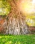 The head of Buddha ingrowing in tree at Ayutthaya ruins of temple of former Siam kingdom (today Thailand