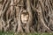 The head of Buddha ingrowing in tree at Ayutthaya ruins of temple of former Siam kingdom (today Thailand