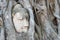 The head of Buddha in WAT MAHATHAT in Ayutthaya, Thailand. It is part of the World Heritage