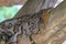 Head burmese python in body on stick tree at thailand