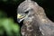 Head of Buzzard