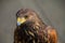 Head from a buzzard closeup one eye