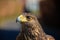 Head from a buzzard closeup one eye