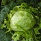 The head of a cabbage corroded by snails. Cabbage with holes in the leaves. Ripe swing in the garden. Growing vegetables outdoors