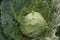 A head of cabbage in a garden bed with holes eaten by caterpillars