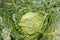 A head of cabbage in a garden bed with holes eaten by caterpillars