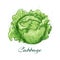 Head cabbage vegetables watercolor sketch