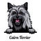 Head Cairn Terrier - dog breed. Color image of a dogs head isolated on a white background