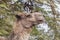 Head of camel against the background of green tree branches