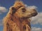 Head of a camel against the sky