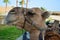 Head of a camel on a blurred background of an oasis and a desert.