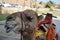 Head of a camel on a blurred background of an oasis and a desert.