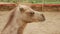 Head of a camel looking around