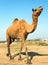 Head of a camel on safari - desert