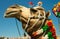 Head of a camel on safari - desert