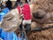 head of a camel waiting in a turistuca area