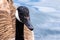 Head of a Canada goose with water drops