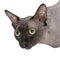 Head of a Canadian Sphynx cat close-up on a white background