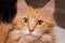 Head cats Maine Coon. Kennel beautiful pedigree kittens for sale Maine Coon