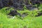 The head of a Cattle Egret walking amongst volcanic rock and groundcover in Hawaii