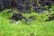 The head of a Cattle Egret walking amongst volcanic rock and groundcover in Kihei, Maui