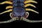 Head of centipedes Scolopendra. Macro