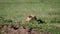 Head of cheetah looks around from shelter on hill in Africa plain