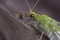 Head and chest of a green lacewings Chrysopidae sitting on a tree trunk