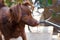 The head and chest of small melancholy red dog mongrel standing outside in front of black curved metal fence.