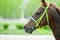 Head of a chestnut arabian race horse on a track closeup