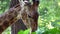 The head of a chewing giraffe, taken in close-up