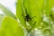 The Head of a Citrus Weevil