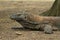 Head and claws of komodo dragon