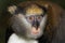 HEAD CLOSE-UP OF CAMPBELL`S MONKEY cercopithecus campbelli