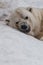 Head close up lies and growls, angry. Powerful polar bear lies in the snow, close-up