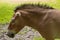 Head closeup of Przewalski horse in Wildpark of Han-Sur-Lesse, Belgium