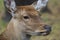 The head of a cloven-hoofed mammal deer