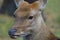 The head of a cloven-hoofed mammal deer