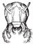 Head Cockroach front view, vintage engraving