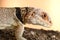 Head of a collared iguana looking at you, Madagascar