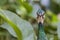 Head of colorful peacock bird amid tropical vegetation