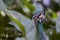 Head of colorful peacock bird amid tropical vegetation