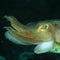 Head of Common cuttlefish