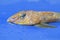 Head of a Common Dragonet fish (Callionymus lyra)