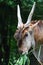 Head of Common Eland